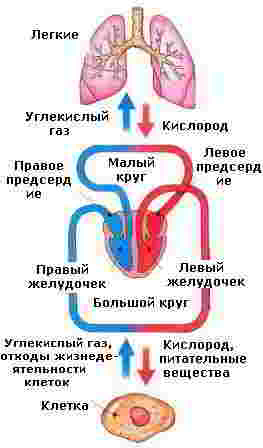 вредные продукты для похудения вредные продукты для похудения