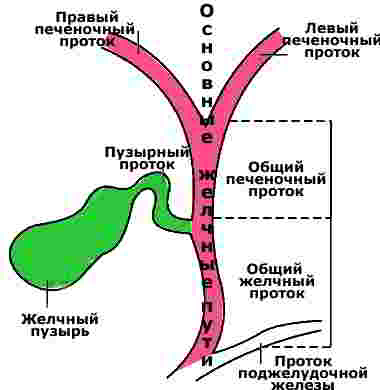 желчные протоки схема