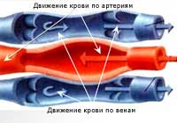 движение крови по артериям и венам