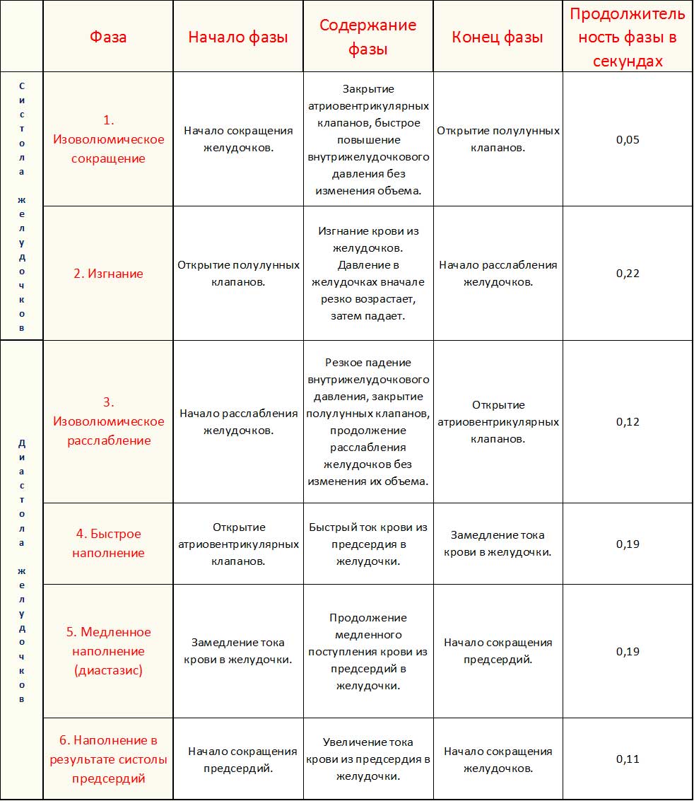 фазы сердечного цикла, таблица