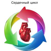 сердечный цикл