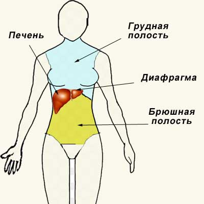 где находится печень