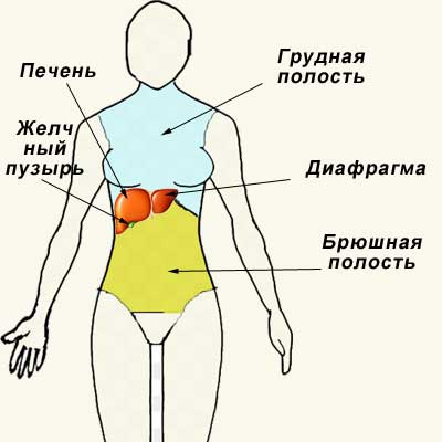 где находится желчный пузырь