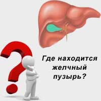 человек задает вопрос: где находится желчный пузырь?