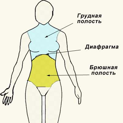 грудная и брюшная полости тела  человека