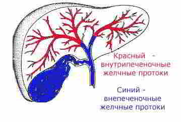 внутрипеченочные и внепеченочные желчные протоки