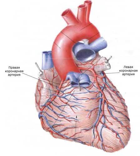 кровоснабжение сердца
