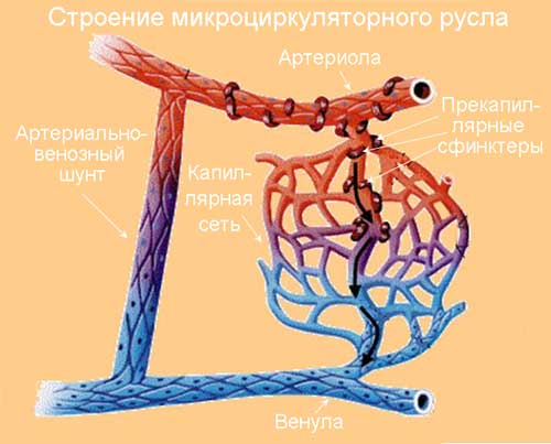 строение микроциркуляторного русла