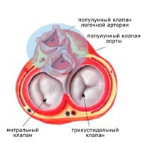 полулунные клапаны