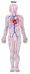 вены, строение и функции