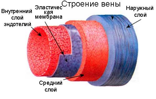 строение вены