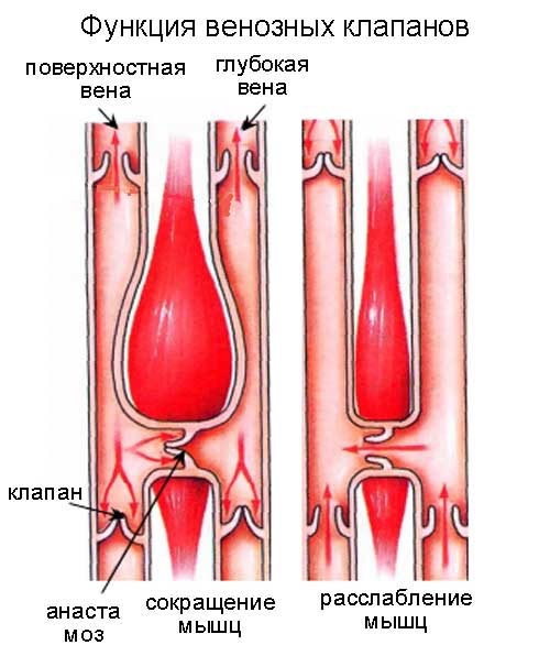 функции венозных клапанов