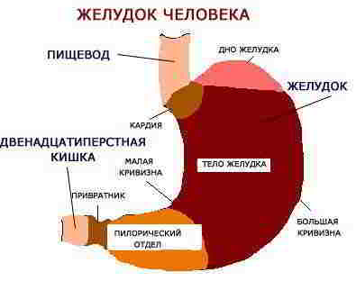 Схема строения желудка человека