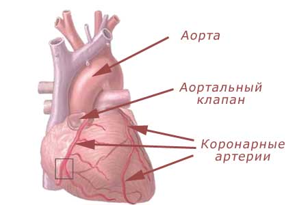 сердце и коронарные артерии