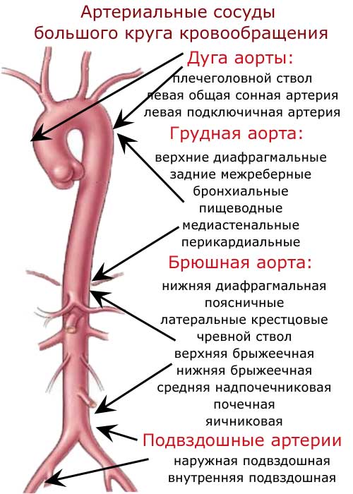 артериальные сосуды большого круга кровообращения