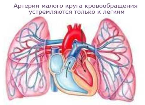 артериальные сосуды малого круга кровообращения устремляются только к легким