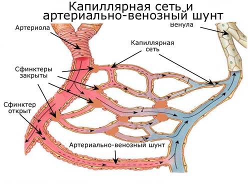 капиллярная сеть и артериально-венозный шунт