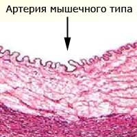 артерия мышечного типа