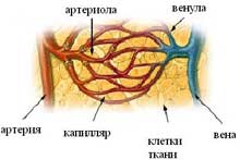 артериолы и венулы это сосуды микроциркуляции, их строение и функции