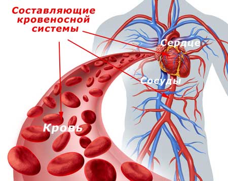 составляющие части кровеносной системы: сердце, сосуды и кровь