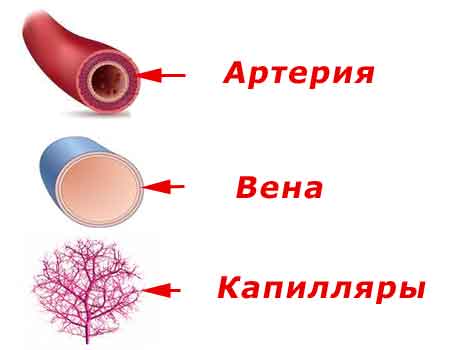 артерия, вена и капилляры