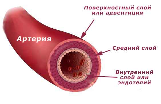 Строение артерии