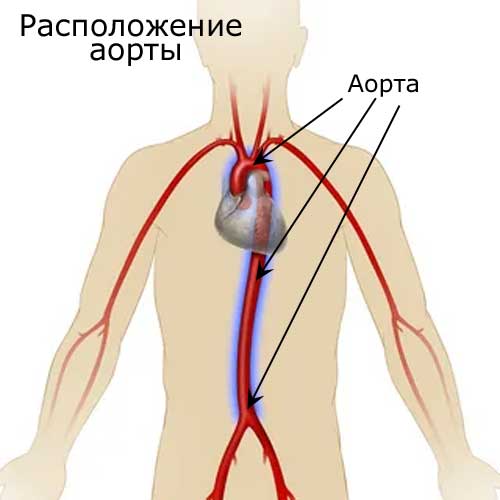 расположение аорты в теле человека
