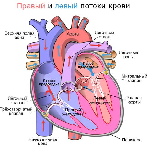 правый и левый потоки крови в сердце человека