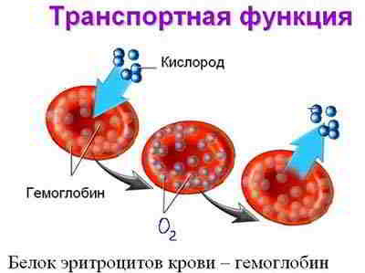 гемоглобин