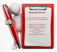 человек показывает список, где описаны: функции желчи, где происходит образование желчи, состав желчи, роль желчи в пищеварении и ферменты желчи
