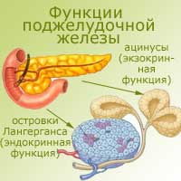 экзокринные и эндокринные функции поджелудочной железы