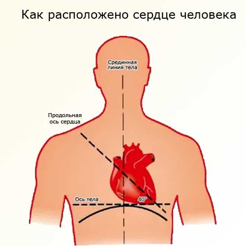расположение сердца человека