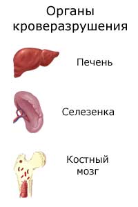 органы кроверазрушения