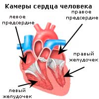 камеры сердца человека