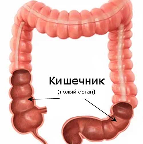 полый орган - кишечник
