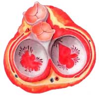четыре клапана сердца