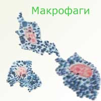 клетки соединительных тканей макрофаги