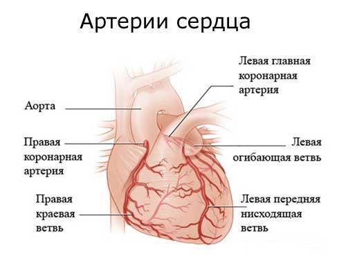 артерии сердца