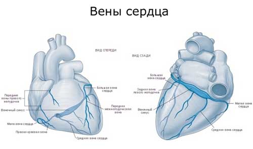 вены сердца