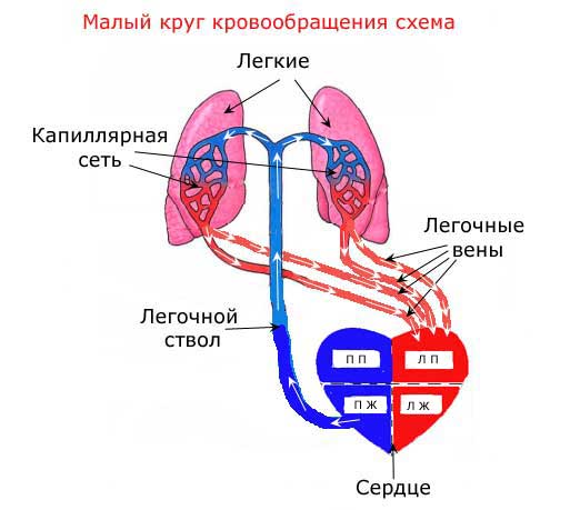 Кровь движется из легких в сердце. Схема малый круг кровообращения человека 8 класс биология. Схема строения малого круга кровообращения. Схема малого круга кровообращения схема. Малый круг кровообращения схема кровотока.