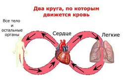два круга кровообращения