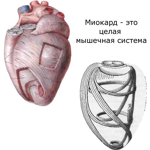 миокард как мышечная система сердца