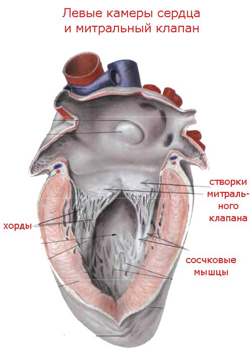 левые камеры сердца и митральный клапан