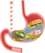 желудок - еще один орган желудочно-кишечного тракта