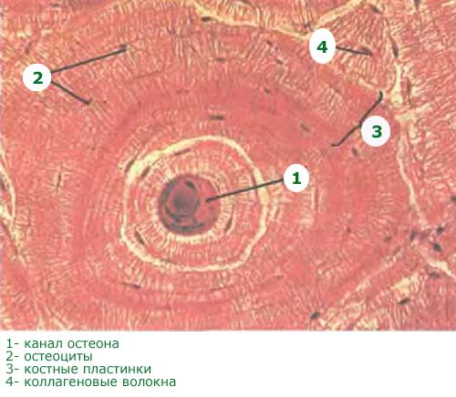 структура остеона под микроскопом