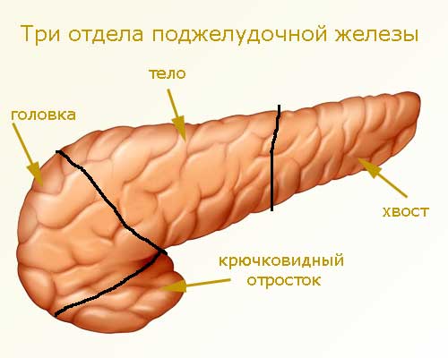 три отдела поджелудочной железы