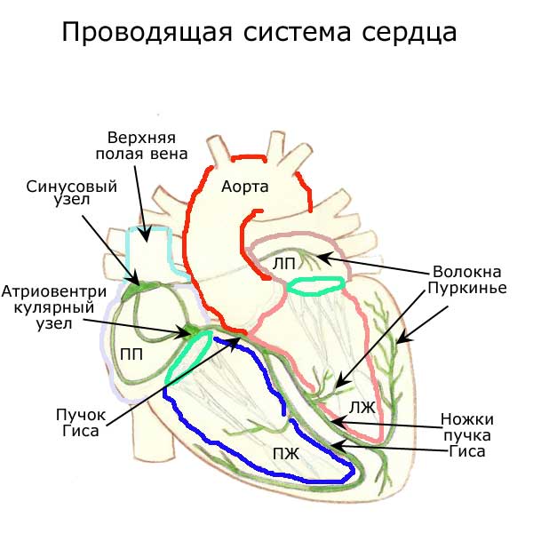 строение проводящей системы сердца