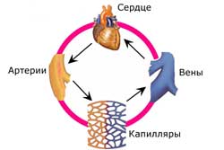 сердечно-сосудистая система: движение крови