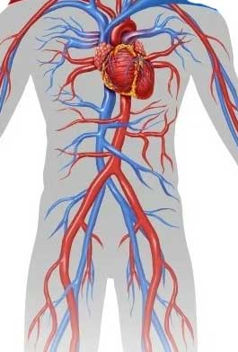 артерии и вены