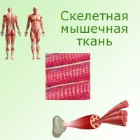 скелетная мышечная ткань: на теле человека, под микроскопом, пучки мышечных волокон